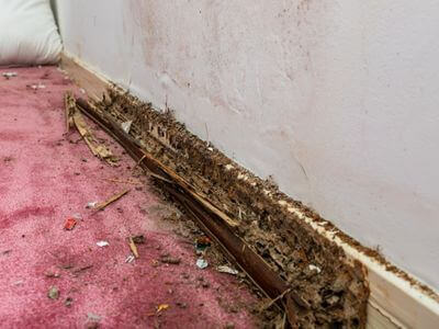 About Black Mold Removal Inkster - black mold removal experts in Inkster